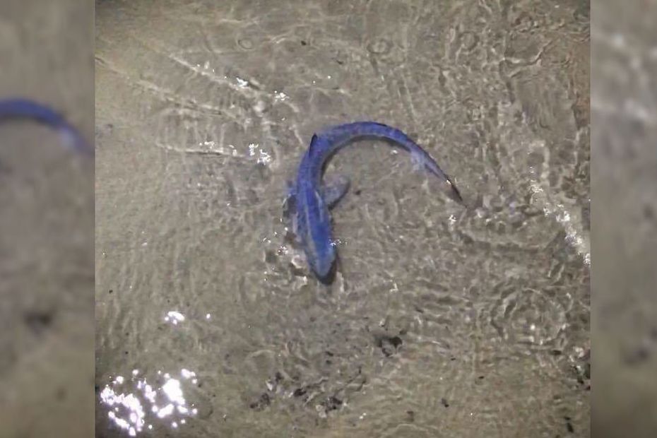 Un Bebe Requin Bleu Retrouve Sur La Plage De L Espiguette