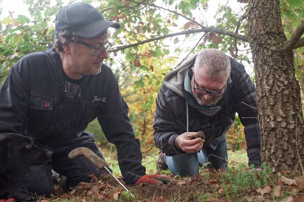 À la recherche de la mythique truffe d'Alsace : "le plus difficile, c'est de la trouver"