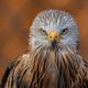 Mardi 20 août 2024, les bénévoles ont commencé le suivi de la migration des oiseaux à Pont de Roide (Doubs).