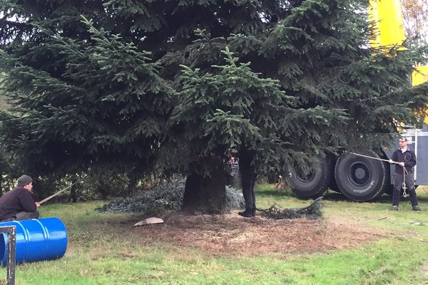 Le sapin de Noël de Bordeaux, juste avant sa coupe, le 6 novembre 2017 à Rosiers-d'Égletons en Corrèze