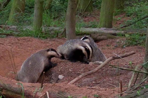 Des blaireaux sortant de leur terrier en soirée.