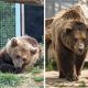 Tanie et Lugo, les deux ours recueillis par le zoo-refuge La Tanière, arrivés à Juraparc cette semaine.