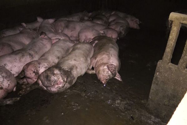 Une des images dans cet élevage porcin