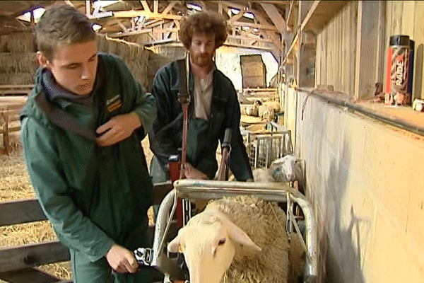 Le jeune berger corrézien en pleine préparation du salon de l'agriculture