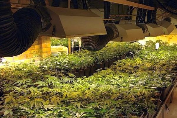 Urtx (Catalogne - Espagne) - une plantation de cannabis de 426 pieds, découverte par la police catalane des Mossos d’Esquadra et 3 personnes interpellées - 5 janvier 2015