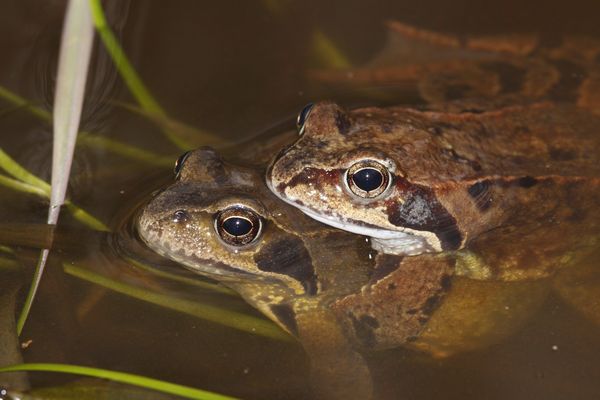 Un couple de grenouilles rousses.