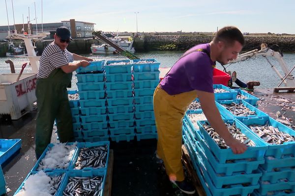 Comme la sardine est à la peine, le "Steredenn Ar Moor" a changé de cap au petit matin et fait route vers la baie d'Audierne pour capturer 15 tonnes d'anchois.