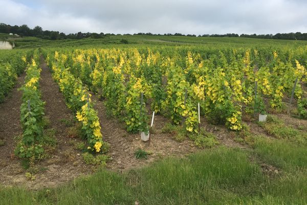 Les feuilles jaunes sont une conséquence du virus du court-noué, un virus particulièrement dévastateur pour la vigne.