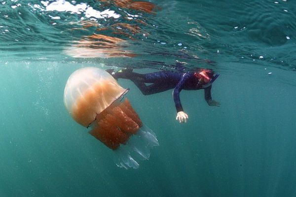 Des méduses géantes au large de l'Angleterre.