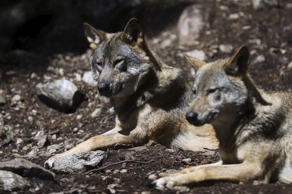 Une vingtaine de meutes sont présentes dans les Alpes-Maritimes.