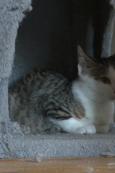 À Thise (Doubs), une association recueille les chats et chatons abandonnés.