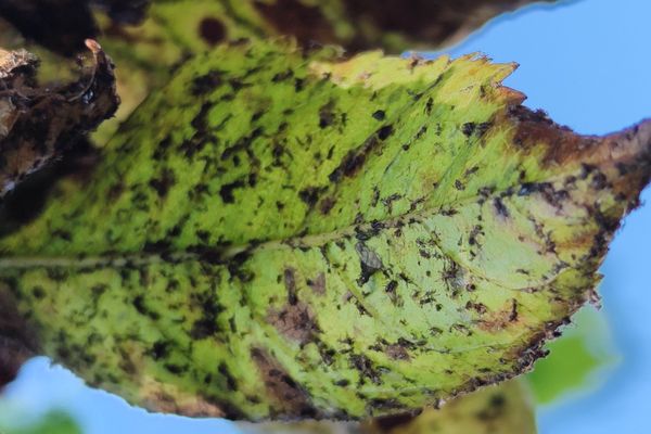 Attaquée par les pucerons, les feuilles se recroquevillent en s’enroulant sur elles-mêmes, se gaufrent et se rassemblent en paquets denses.