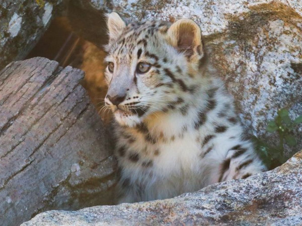 Ardeche Naissance Sous Une Bonne Etoile D Une Panthere Des Neiges Au Safari De Peaugres