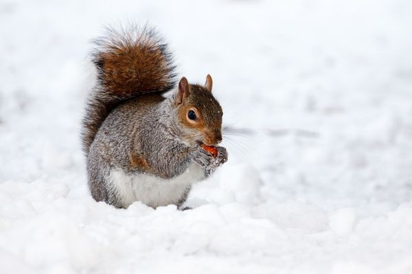 Quelques flocons de neige pourraient faire leur apparition.