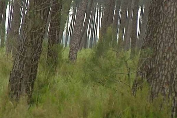 Les sylviculteurs sont très inquiets pour la survie des arbres et comptent réclamer des indemnisations en cas de dommages