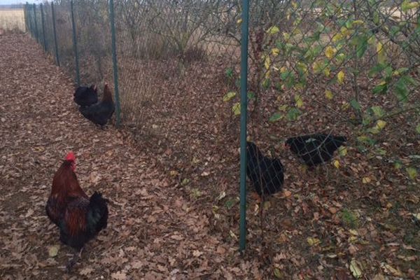 Les volailles doivent désormais être confinées ou protégées par un filet.