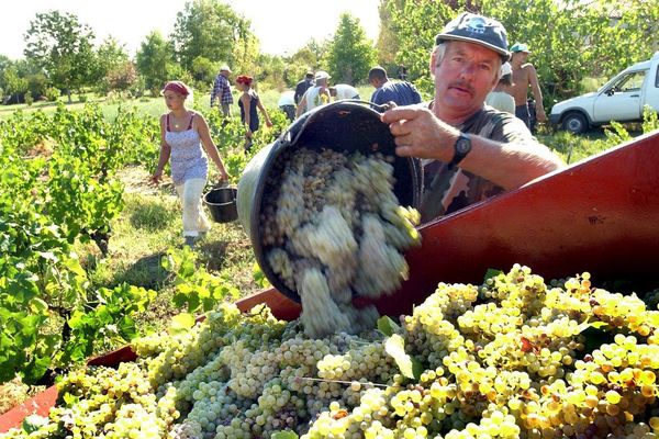 Les vendanges se font encore à la main.