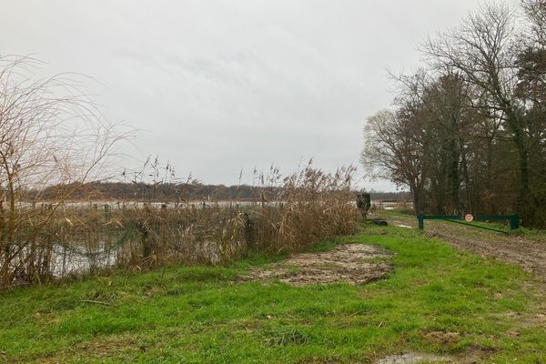 Des cygnes contaminés par la grippe aviaire ont été retrouvés morts sur l’Étang Moulin, à Condeissiat, dans la Dombes début décembre.