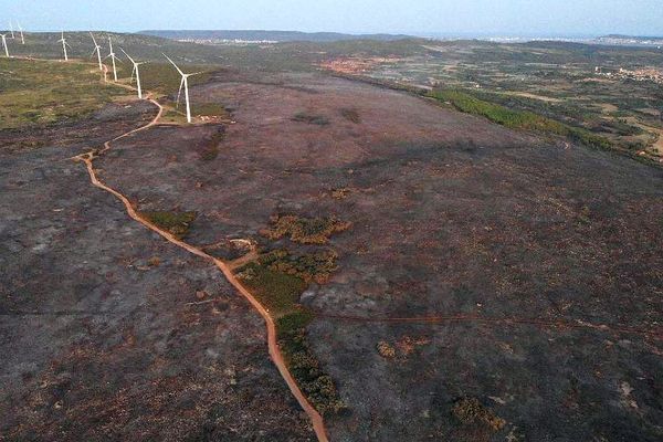 A Saint-Pargoire dans l'Hérault, l'incendie a ravagé 300 hectares le 18 août 2021.