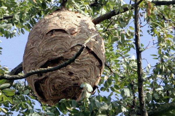 Un nid de frelon asiatique à basse altitude représente un réel danger.