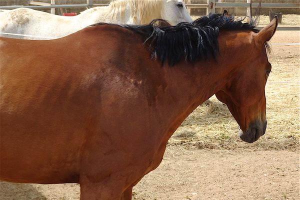 L'angoisse des propriétaires de chevaux face à la vague d'attaques.