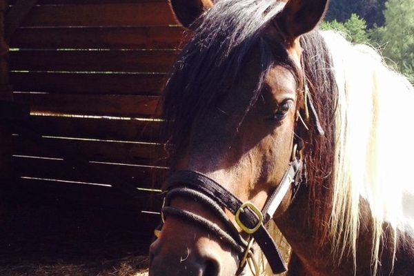 Le cheval a été secouru par les pompiers après être resté coincé dans un fossé.