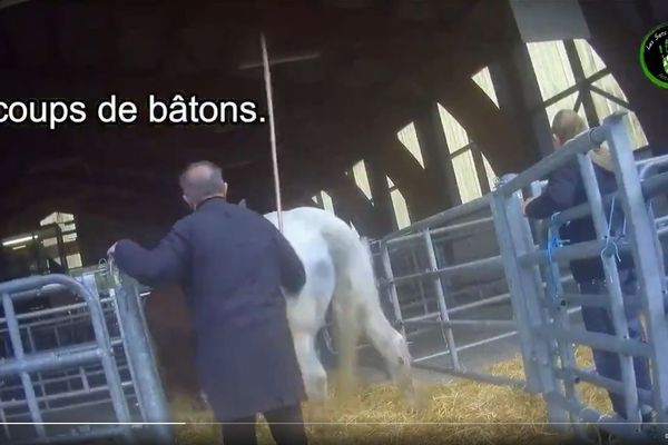 Les Sans Voix d'Eden dénoncent des violences envers les chevaux à la foire de Maurs (Cantal).