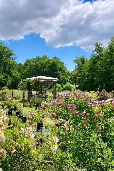 La roseraie de Berty fête ses 40 ans. Dans ce jardin classé remarquable, poussent des centaines de rosiers en toute liberté.
