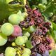 Le mildiou à l'assaut des vignes des Côteaux de la Vézère