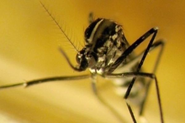 Aedes albopictus, plus communément connu sous le nom de moustique tigre en raison de sa silhouette noire et de ses rayures blanches, sur l’abdomen et les pattes. 