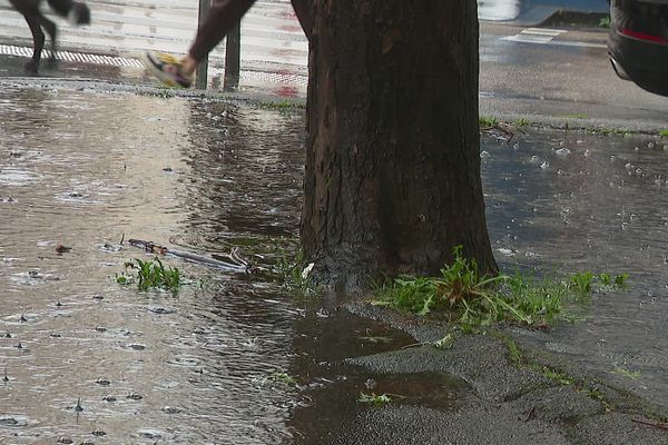 À cause du bitume, l'eau ne s'écoule pas autour des arbres et cause des inondations.