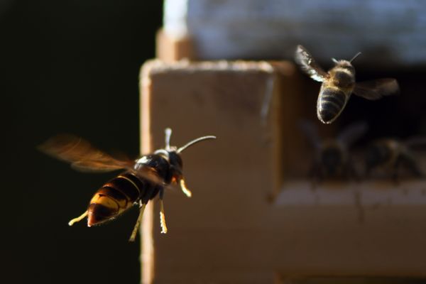 Une abeille attaquée par un frelon. 