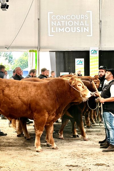 VIDÉO. Agriculture : le Concours national de la race limousine 2024 est une vitrine de prestige pour la filière