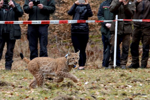  Le Lynx Arcos juste après sa libération le 07 mars 2017 à Neustadt an der Weinstrae.