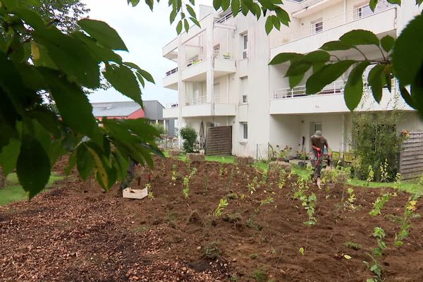 Chênes, hêtres, houx, érable... Une micro-forêt plantée en milieu urbain à Quimper