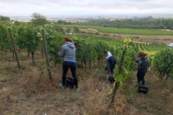 Début des vendanges en côte de Meuse : "On a plutôt une belle année. Le raisin et la qualité sont là".