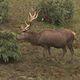 Un sapin de Noël au menu des cerfs et biches d'un parc animalier de l'Aveyron : une opération de recyclage au profit du bien-être animal.