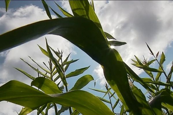 Agriculture raisonnée en Dordogne, une orientation intéressante