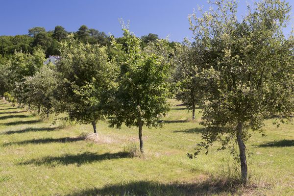 Julien Cornillet offre 300 chênes à la ville de Montélimar pour compenser l'empreinte carbone de sa campagne des Municipales