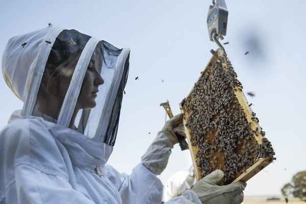 Chercheuse de l'INRA observant abeilles