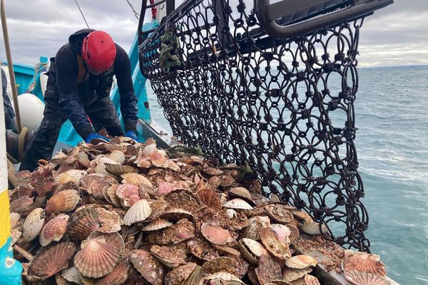 Pêche de coquilles Saint-Jacques en baie de Saint-Brieuc