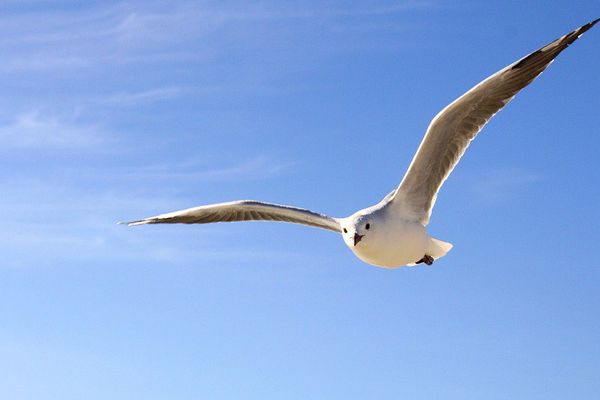 Ciel bleu et mouette