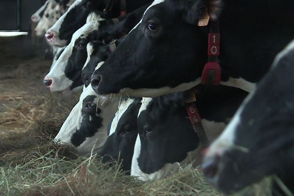 Dans cette exploitation de Braine, le manque de vétérinaire bovin à proximité peut mettre en péril la vie des vaches 