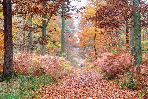 Vos photos illustrent la météo : Forêt de St Amand les Eaux