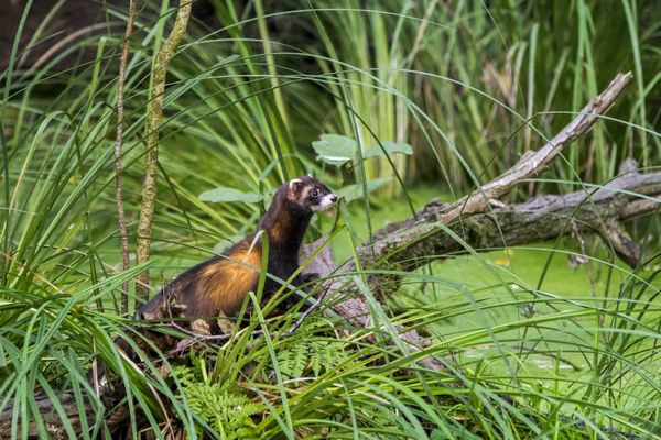 Le putois est une espèce protégée en état de conservation défavorable. L'animal ne figure plus sur la liste des espèces nuisibles (photo d'illustration)