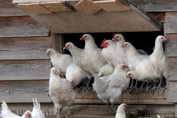 Illustration - Mesures de surveillance et de biosécurité pour les élevages de gallinacés de cinq communes creusoises - 02/01/23 -