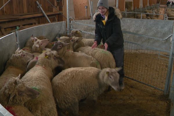 Le tri des brebis est l'une des épreuves pratiques