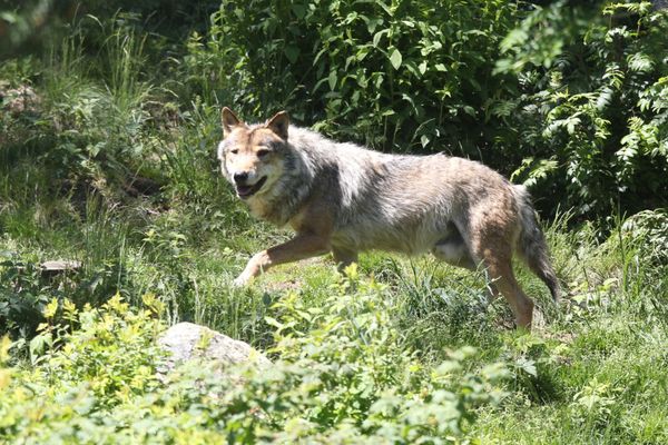 Loup gris en semi liberté photographié en 2015 dans le sud-ouest de la France - Archives