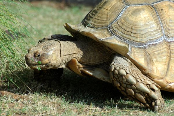 Illustration. Une tortue a été récupérée en pleine voie publique à Saint-Jean (Haute-Garonne).