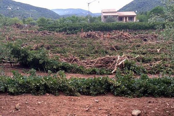 Le Puech (Hérault) - des vignes détruites et arrachées par les inondations - 15 septembre 2015.